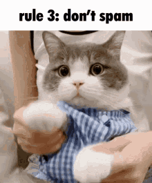 meme dimden cute cat discord discord rules