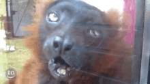 Bad Day Beings GIF - Lemurs Yawn Silly GIFs