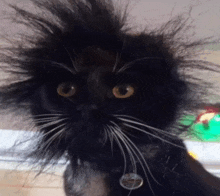 Cat Electric Shock GIF - Cat Electric Shock GIFs