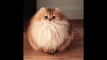 This Cat GIF - This Cat GIFs
