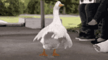 Silly Goose GIF - Silly Goose GIFs