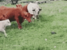 Funny Animals Cows GIF - Funny Animals Cows Scared GIFs
