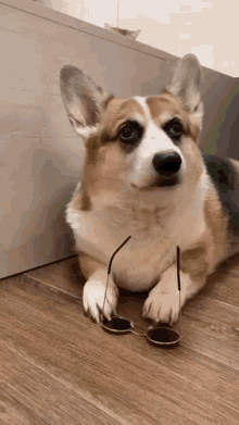 Corgi Dog GIF - Corgi Dog Deal With It GIFs