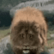 a close up of a lion 's face with a blurred background .