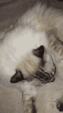 Cats Cleaning GIF