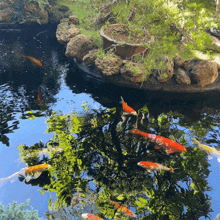 a group of fish are swimming in a pond surrounded by rocks and trees
