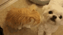 a small white dog standing next to a cat on the floor .