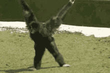 Karate Gibbon GIF - Karate Gibbon Monkey GIFs