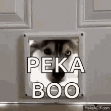 Pecaboo Husky GIF - Pecaboo Husky Dogdoor GIFs