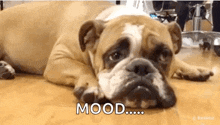 a bulldog is laying on the floor with its head on its paws and the words `` mood '' written above it .