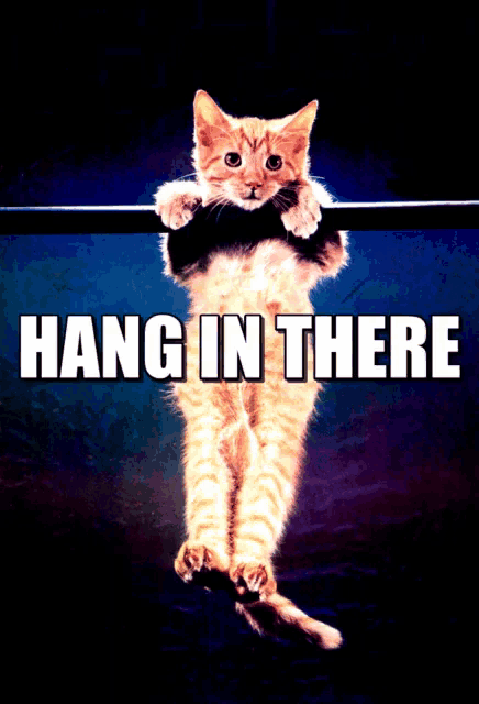 Hang In There Cat GIFs