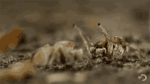 Bugs Spiders GIF - Bugs Spiders Raise Hands GIFs