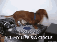 All My Lifes A Circle Weenie GIF - All My Lifes A Circle Weenie Weenie Dog GIFs