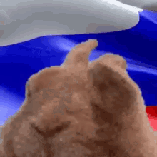 shni shna shnapi rabbit russia flag
