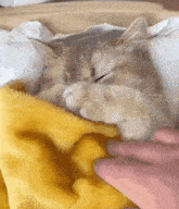 a cat is sleeping on a yellow blanket and a person is petting it