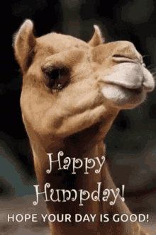 Happy Humpday Camel GIF - Happy Humpday Camel Hope Your Day Is Good GIFs