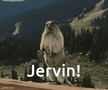 Jervin Beaver GIF - Jervin Beaver Shouting GIFs