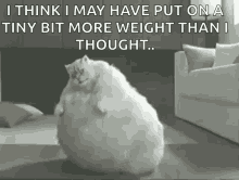 Fat Cat Dance GIF - Fat Cat Dance More Weight GIFs