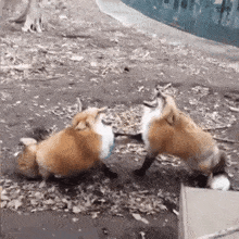 Fox Laugh Fox GIF - Fox Laugh Fox лисы GIFs
