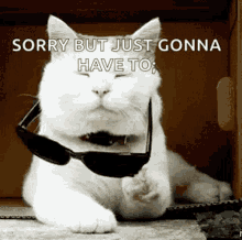 Cat With It Deal GIF - Cat With It Deal Elcat GIFs