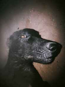 a close up of a black dog 's face looking up