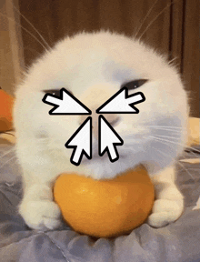 Jako Tangerinecat GIF - Jako Tangerinecat Cat GIFs