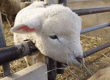 GIF