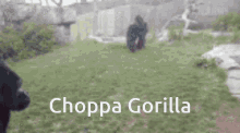 Choppa Go Gorilla GIF - Choppa Go Gorilla Break Glass GIFs