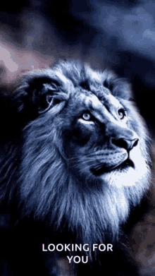 Looking For You Lion GIF