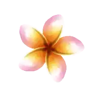 a close up of a flower with a white background