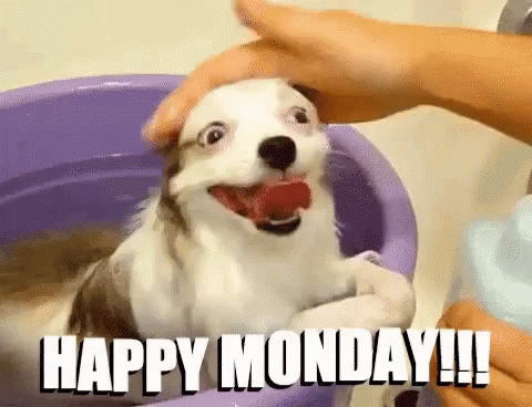 Funny Animals Dog GIF - Funny Animals Dog Happy Monday - Discover & Share  GIFs