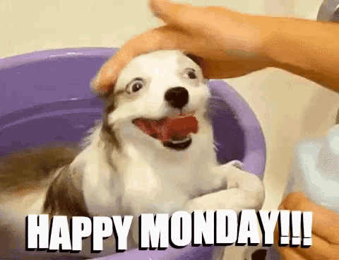 happy monday funny dog