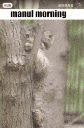a picture of a cat climbing a tree with the words " manul morning " on the bottom