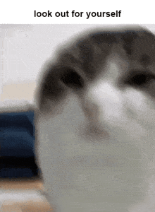 Look Out For Yourself Wawa Cat GIF