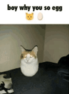 Cat Egg GIF - Cat Egg Categg GIFs