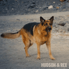Alert Rex GIF - Alert Rex Hudson And Rex GIFs