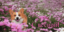 весна цветы GIF - весна цветы собака GIFs
