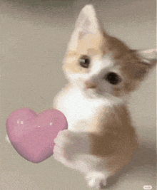 a brown and white kitten is holding a pink heart in its paws