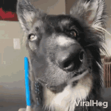 combing viralhog pampering fixing myself pet dog