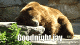Goodnight Goodnight Jay GIF - Goodnight Goodnight Jay Bear GIFs