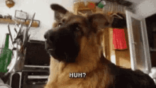 Huh Dog GIF - Huh Dog Confused GIFs