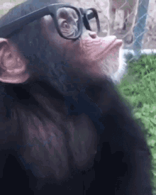 Smart Monkey In Glasses GIF - Smart Monkey In Glasses GIFs