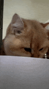 Cat Scared GIF - Cat Scared Shocked GIFs