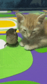 a kitten and a bird are laying on a colorful carpet .