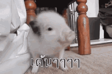 หมูน้อย ลูกหมู หมูน่ารัก หมูเต้น GIF - Baby Pig Mini Pig Small Pig GIFs