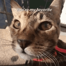 My Favorite Cat GIF - My Favorite Cat Love You GIFs