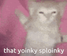 That Yoinky Sploinky Kitten GIF - That Yoinky Sploinky Kitten Cats GIFs