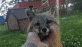 Fox Gray Fox GIF - Fox Gray Fox Grey Fox GIFs