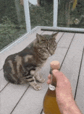 Cider Cat Meme GIF - Cider Cat Cat Meme GIFs