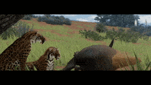 two leopards looking at a dead animal in a field